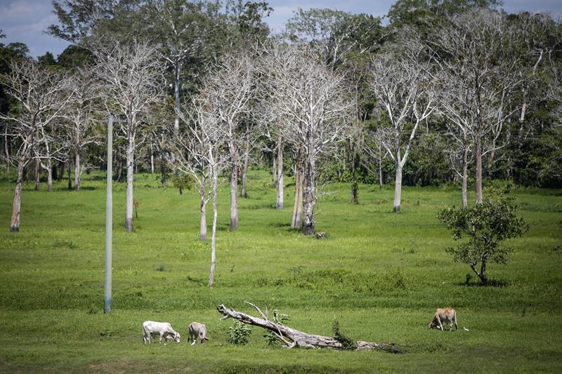 Estados de la Amazonia quieren compensación ambiental de los países ricos