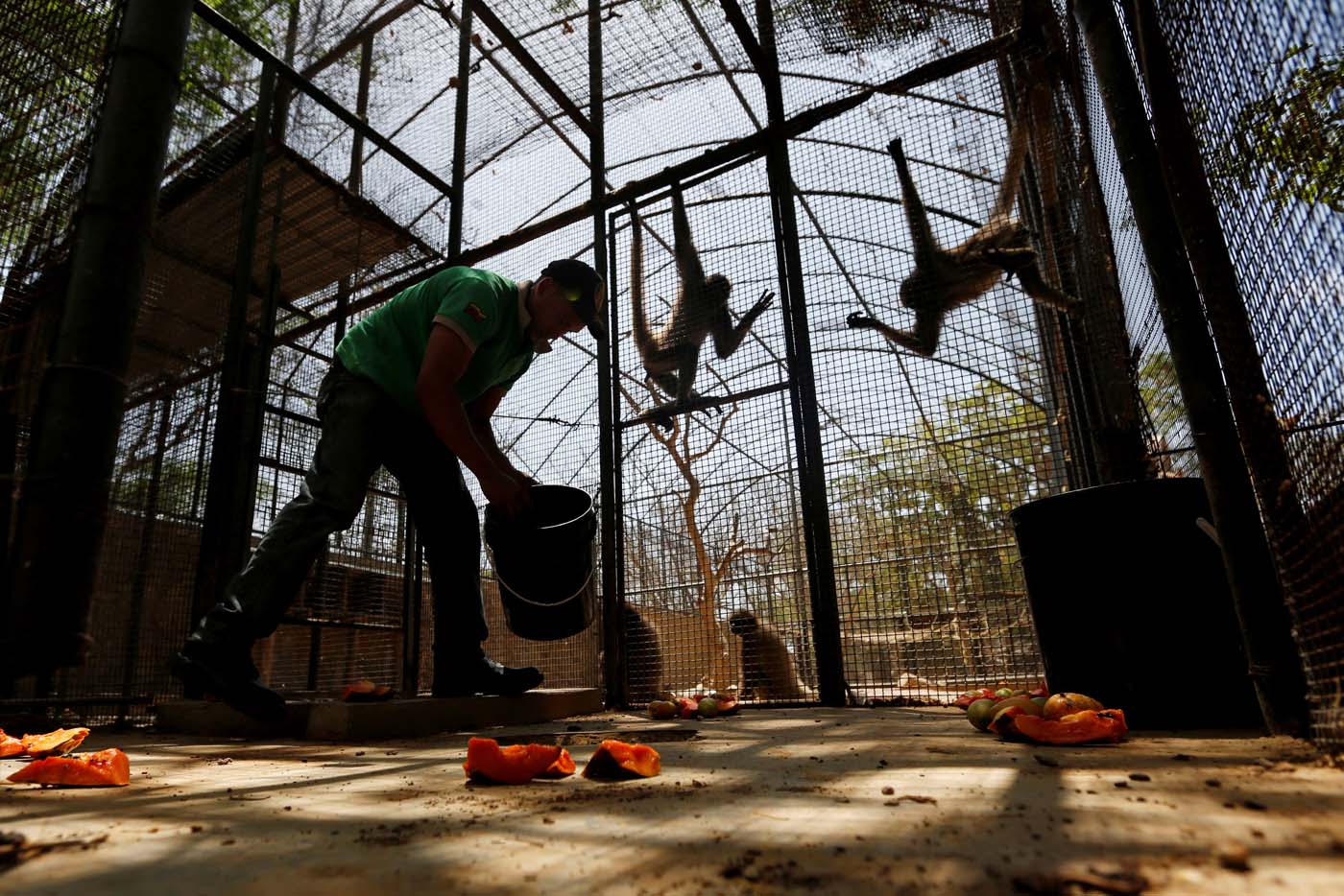Muerte de animales en zoológicos, la metáfora del sufrimiento del venezolano (fotos)