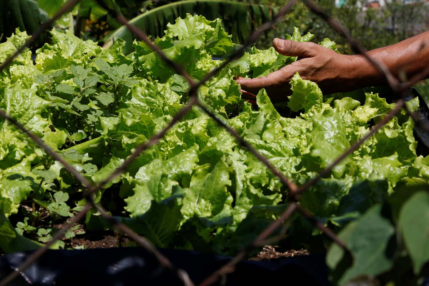 El chiste del día: Sembrarán 30 mil plantas en Falcón para “incrementar la producción” nacional