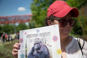 Zoológico desactiva cuenta de Twitter tras sacrificar gorila