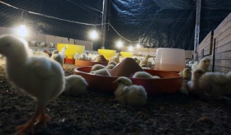 En Anzoátegui cerraron 70% de granjas de pollos por falta de insumos y alimento