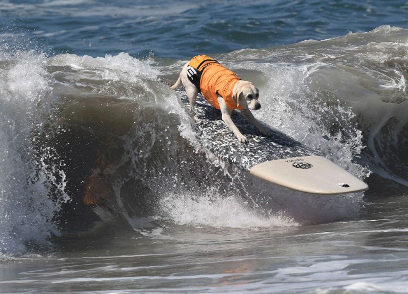 ¡Insólito! Perros nadadores participan en competencia de surf (Fotos)