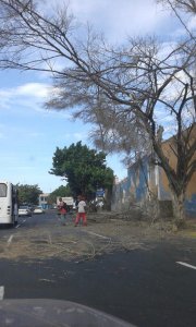 Reportan fuertes ráfagas de viento y árboles caídos en sectores del estado Vargas (Fotos)