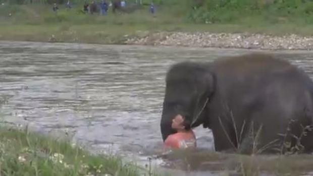 youtube-elefante-tailandia-kX6G--620x349@abc