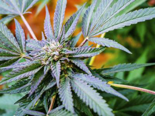 Tailandia legalizará cultivo de cannabis para uso médico