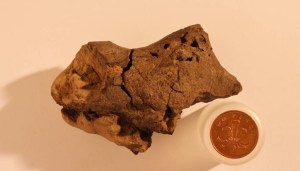 Hallan restos del cerebro fosilizado de un dinosaurio