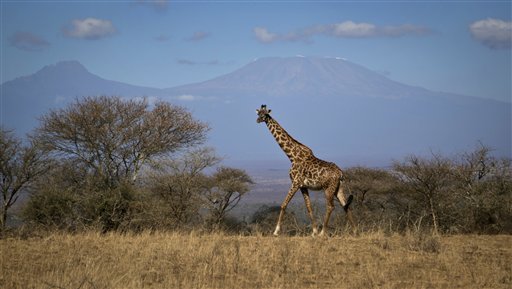 Extinción silenciosa: Quedan menos de 100.000 jirafas en todo el planeta