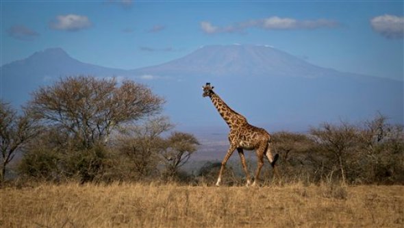 Fotografía tomada el 18 de agosto de 2016 muestra una jirafa en la sabana del parque nacional Amboseli, en Kenia. Biólogos dicen que la jirafa, el animal más alto del planeta, está ahora en riesgo de extinción. (AP Foto/Khaled Kazziha)