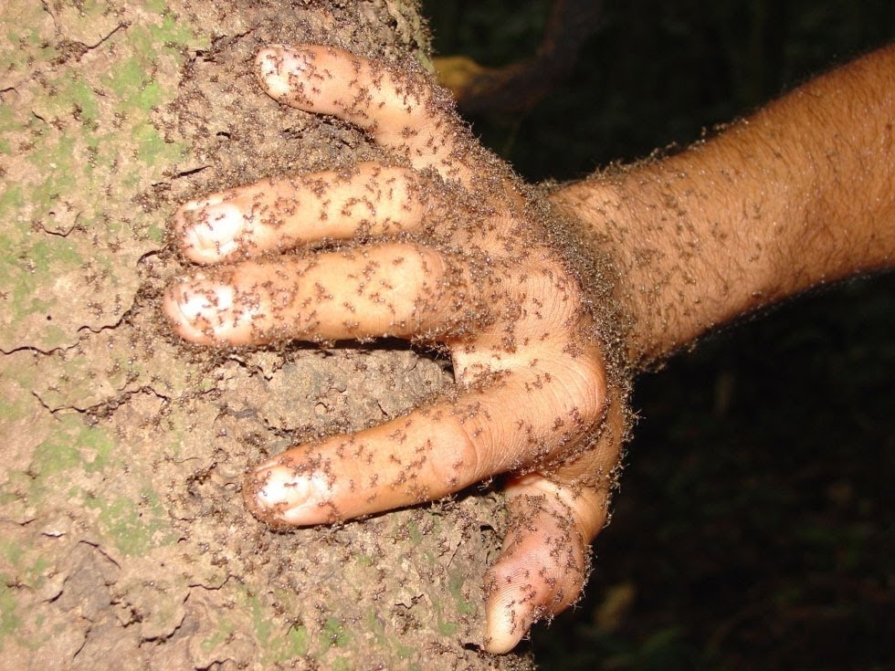 ¡WTF! Una mujer murió tras ser atada a un árbol plagado de hormigas