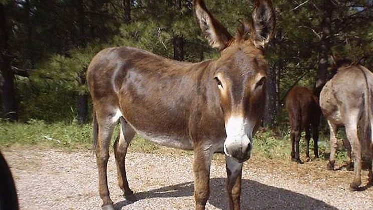 El burro, un animal en peligro de extinción