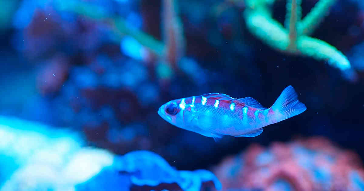 Este curioso pez cambia de sexo 20 veces al día y es monógamo