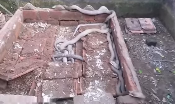 Agárrame la cobra… o intenta atrapar a estas 100 cobras (VIDEO)