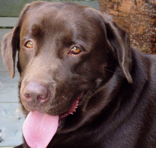 OMG! Cachorra de labrador nace color verde (Fotos)