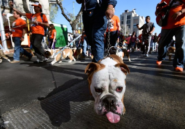 Scores of English bulldogs owners massively gather to set a Guinness Record in Mexico City on February 26, 2017. The total number of dogs gathered was of 950. / AFP PHOTO / ALFREDO ESTRELLA