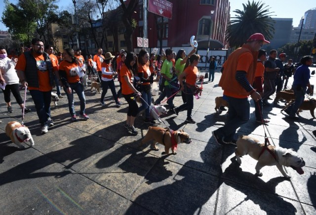 Scores of English bulldogs owners massively gather to set a Guinness Record in Mexico City on February 26, 2017. The total number of dogs gathered was of 950. / AFP PHOTO / ALFREDO ESTRELLA