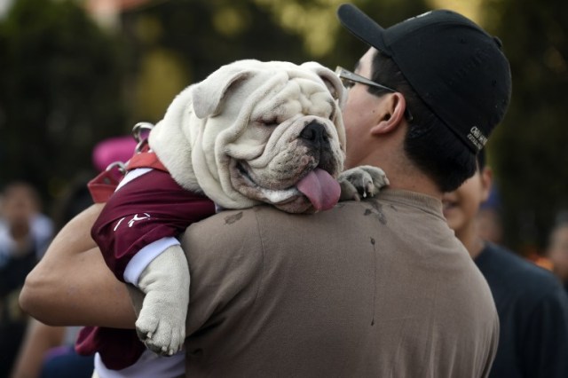 Scores of English bulldogs owners massively gather to set a Guinness Record in Mexico City on February 26, 2017. The total number of dogs gathered was of 950. / AFP PHOTO / ALFREDO ESTRELLA