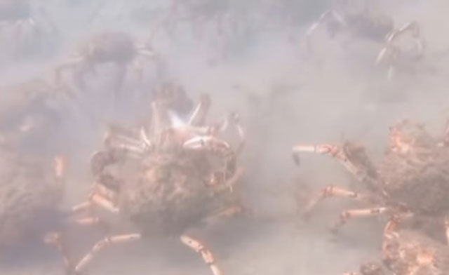 Como en una escena de Alien… Cangrejos gigantes descuartizan en grupo a un pulpo