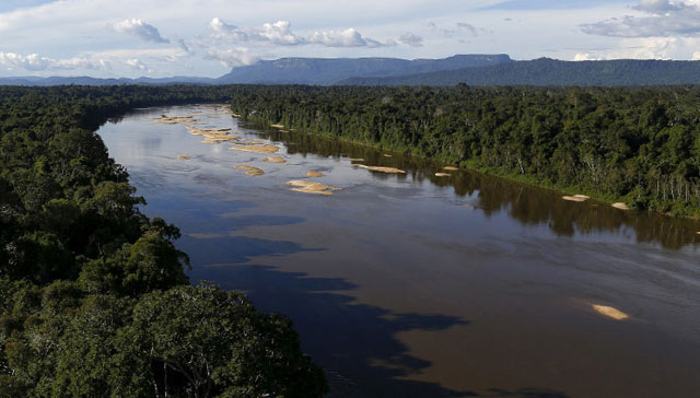 amazonica