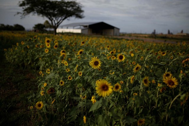 Sunflowers are seen on a field at the entrance of the Sidor steel plant in Puerto Ordaz, Venezuela January 27, 2017. Picture taken January 27, 2017. REUTERS/Marco Bello