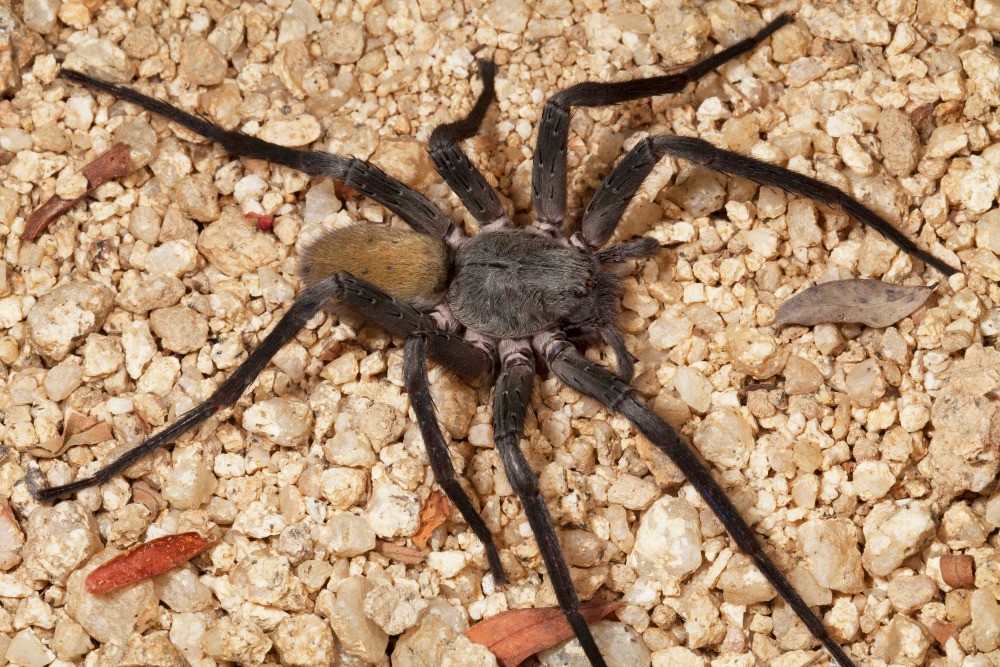 ¡Aterrador! Descubren en México una nueva especie de araña gigante y venenosa