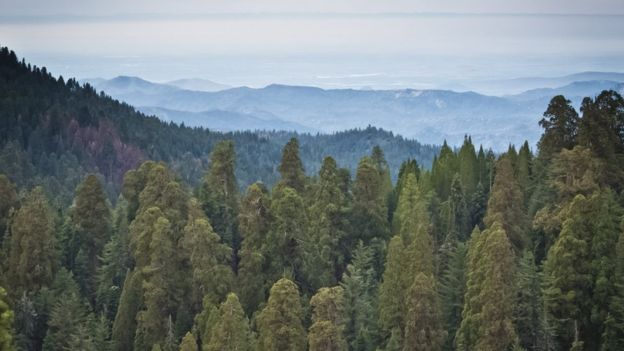 Cómo el desierto del Gobi es clave para la supervivencia de las secuoyas de California