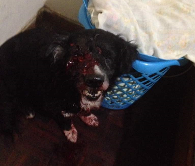 Murió el perrito tiroteado por funcionarios del Sebin en El Paraíso