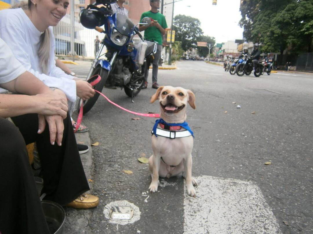 Hasta las mascotas se unieron al trancazo de este #26Jun en Caracas (Fotos)