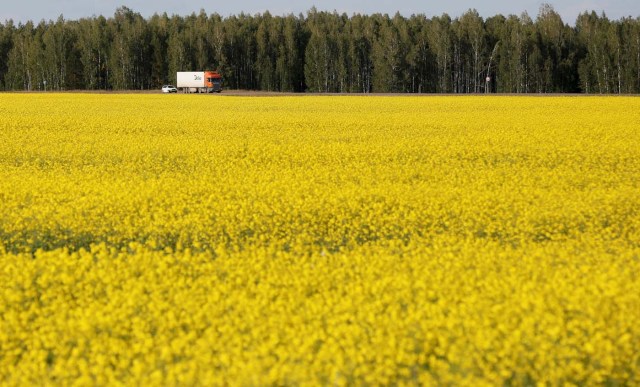 Vehicles drives on the "Yeniseiskiy Trakt" regional highway alone a field of lucerne in Krasnoyarsk region, Russia August 26, 2017. Picture taken August 26, 2017. REUTERS/Ilya Naymushin