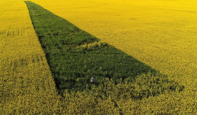 A man walk in a field sowed of lucerne and oat (green strip) in Krasnoyarsk region, Russia August 26, 2017. Picture taken August 26, 2017. REUTERS/Ilya Naymushin