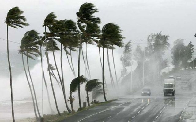 Efecto veleta de las palmeras durante fuertes rachas de viento meteorologiard.org