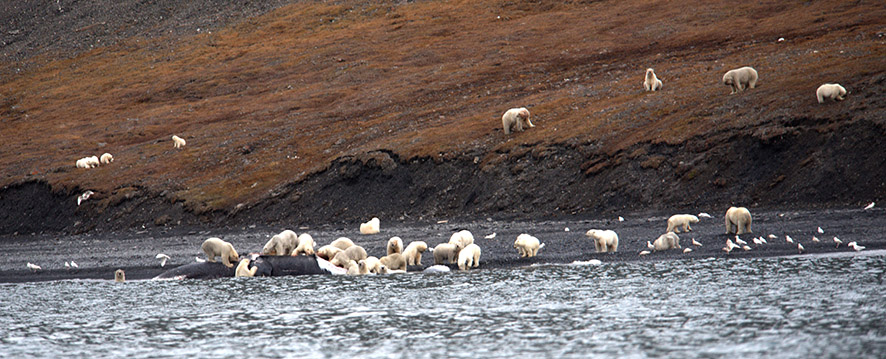 Encuentran cientos de osos polares devorando el cadáver de una ballena