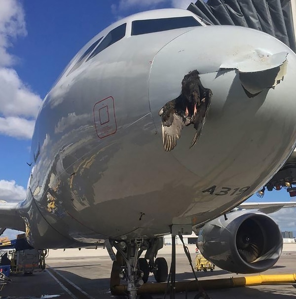 Un pájaro quedó incrustado al frente de un avión de American Airlines
