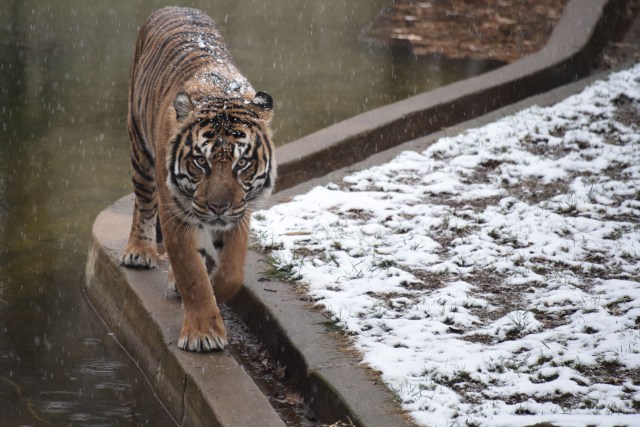 A tiger walks under falling snow at the Smithsonian zoo in Washington DC on December 9, 2017. / AFP PHOTO / ERIC BARADAT