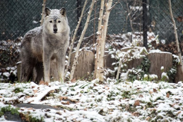 A grey wolf walks under falling snow at the Smithsonian zoo in Washington DC on December 0, 2017.  / AFP PHOTO / ERIC BARADAT