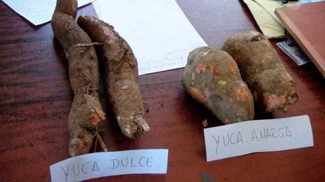 yuca