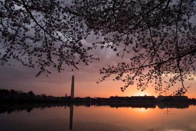 The Cherry Blossom trees bloom around the Tidal Basin at sunrise in Washington, DC, April 4, 2018. / AFP PHOTO / SAUL LOEB