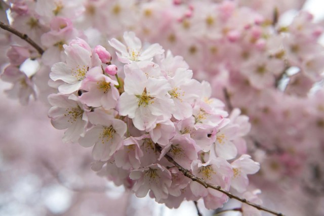Cherry Blossom trees bloom around the Tidal Basin in Washington, DC, April 4, 2018. / AFP PHOTO / SAUL LOEB