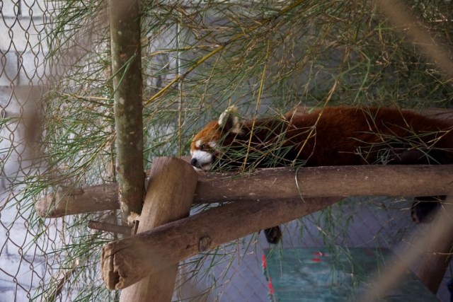 This picture taken on May 8, 2018 shows one of the three red pandas, once destined for the exotic wildlife trade, in a sanctuary in Luang Prabang. The three animals, nicknamed Jackie Chan, Bruce Lee and Peace, were among six found stuffed into crates during a random check of a van traveling from China over the border into northern Laos in January. / AFP PHOTO / Joe Freeman / TO GO WITH AFP STORY - Laos-environment-wildlife-panda