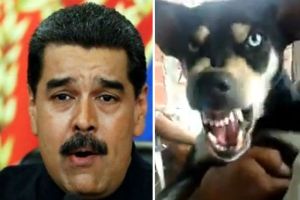 EN VIDEO: Chavista asiste a marcha a favor de Evo porque “le gustan mucho los perros” (WTF)