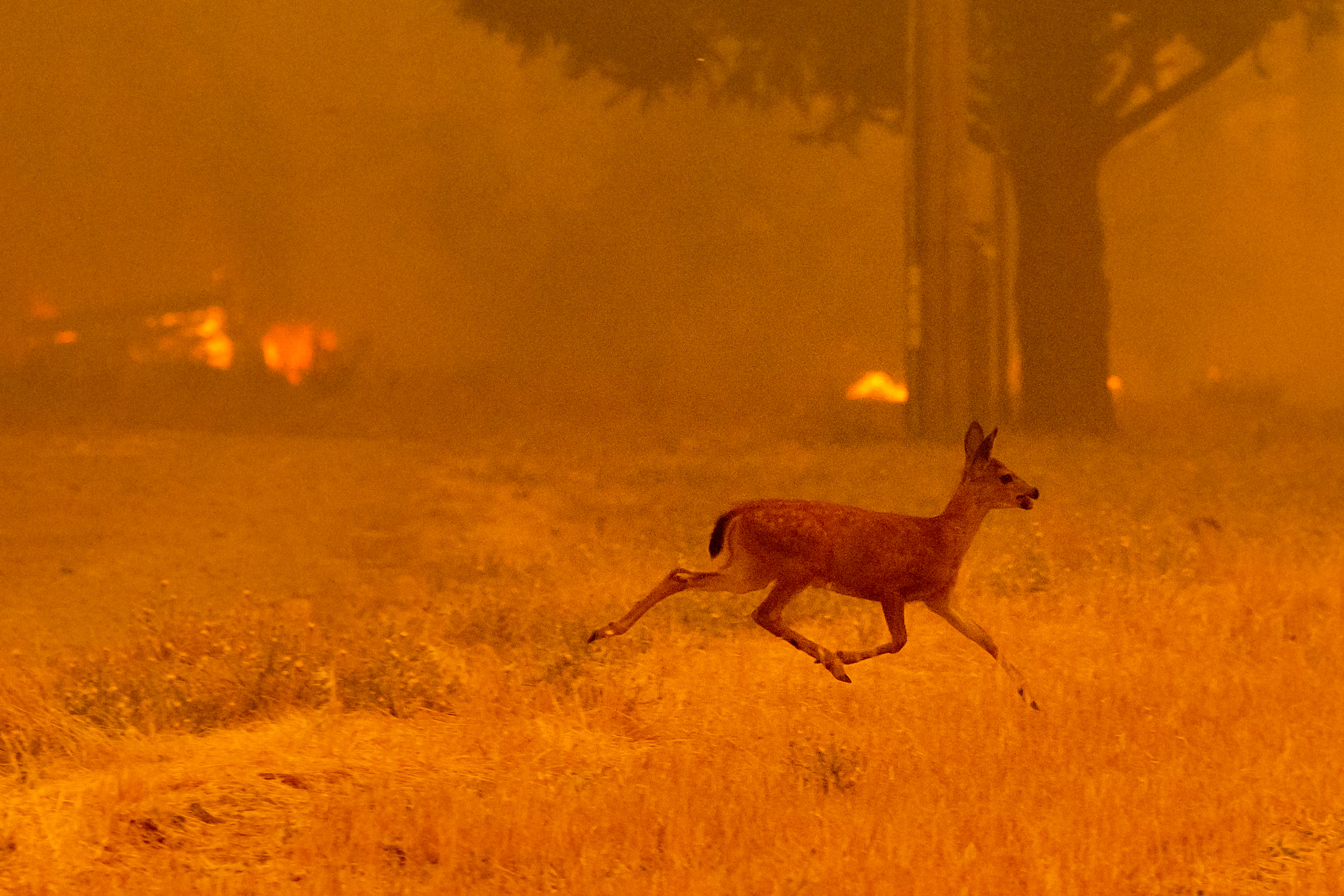 Llegan a siete los muertos por incendio en California