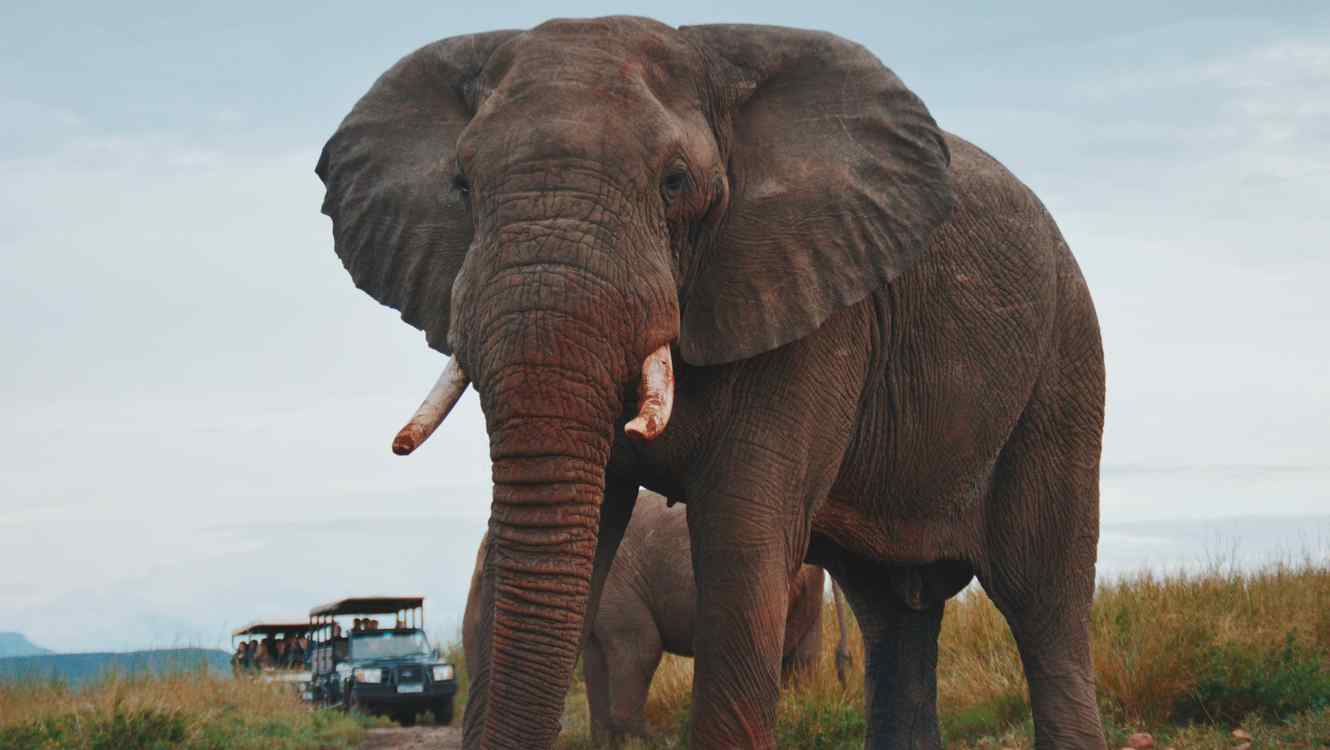 Hallan en Indonesia a un elefante de Sumatra decapitado