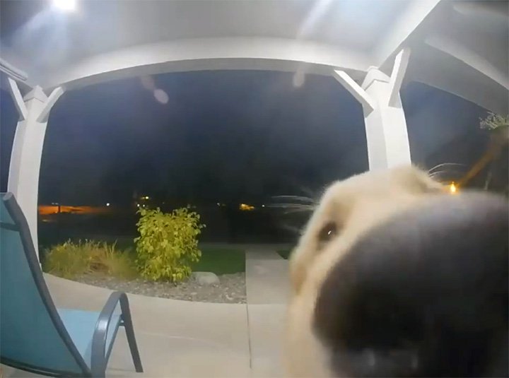 Lo más tierno del día: Perro se escapa de casa y luego toca el timbre para volver a entrar (Video)