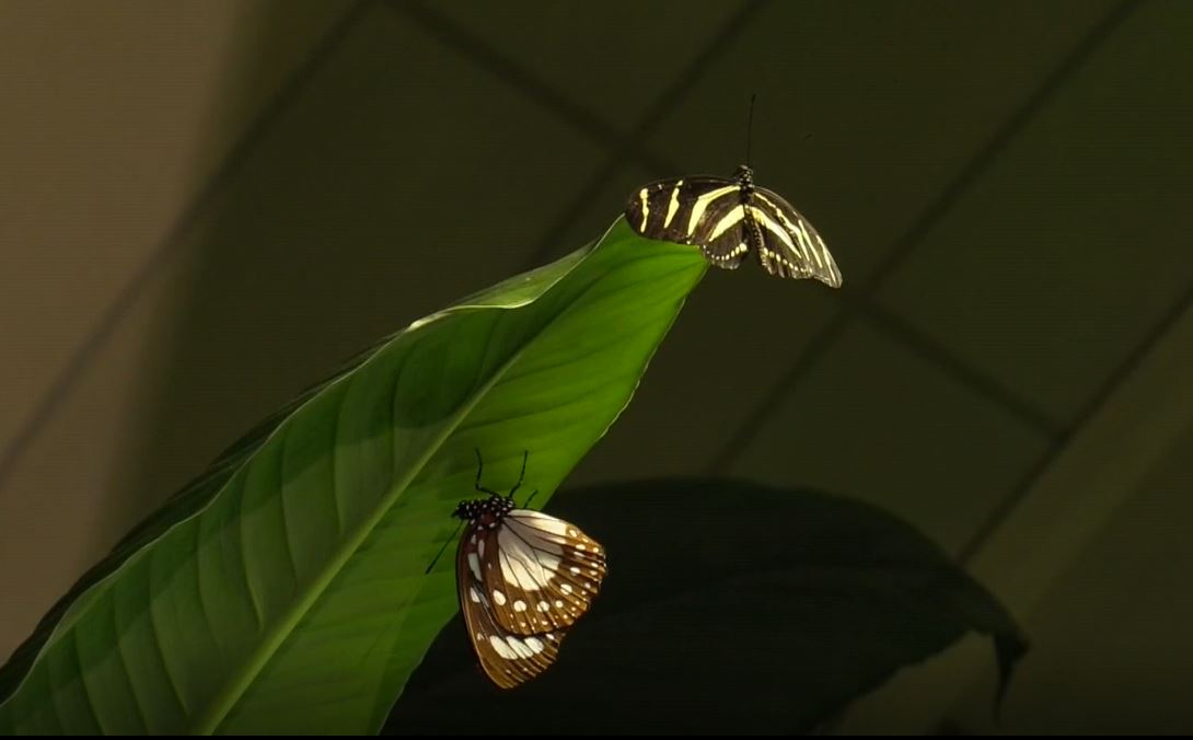 Cientos de mariposas tropicales pasan el invierno en un museo de Nueva York