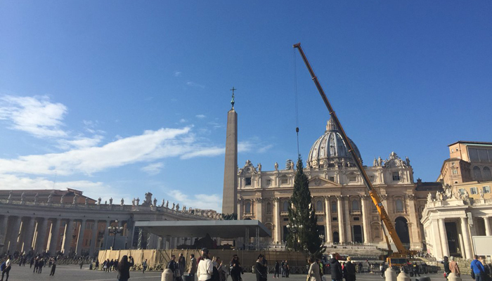 El tradicional árbol de Navidad del Vaticano llegó a la Plaza de San Pedro