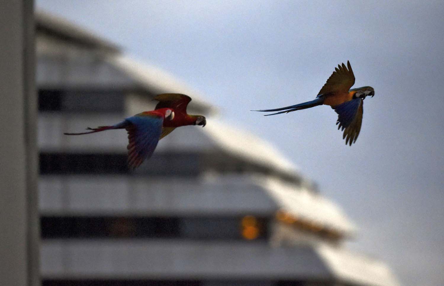 Bomberos rescataron a guacamaya atrapada dentro de un árbol en Caracas (Videos)