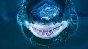 Turismo de tiburones: La verdad detrás de una atracción peligrosa en el agua