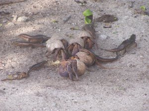 El “sexo seguro”, una cuestión de adaptación para los cangrejos ermitaños