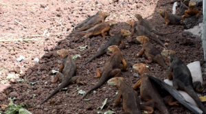 Introducen iguanas en isla de Galápagos donde desaparecieron hace casi dos siglos