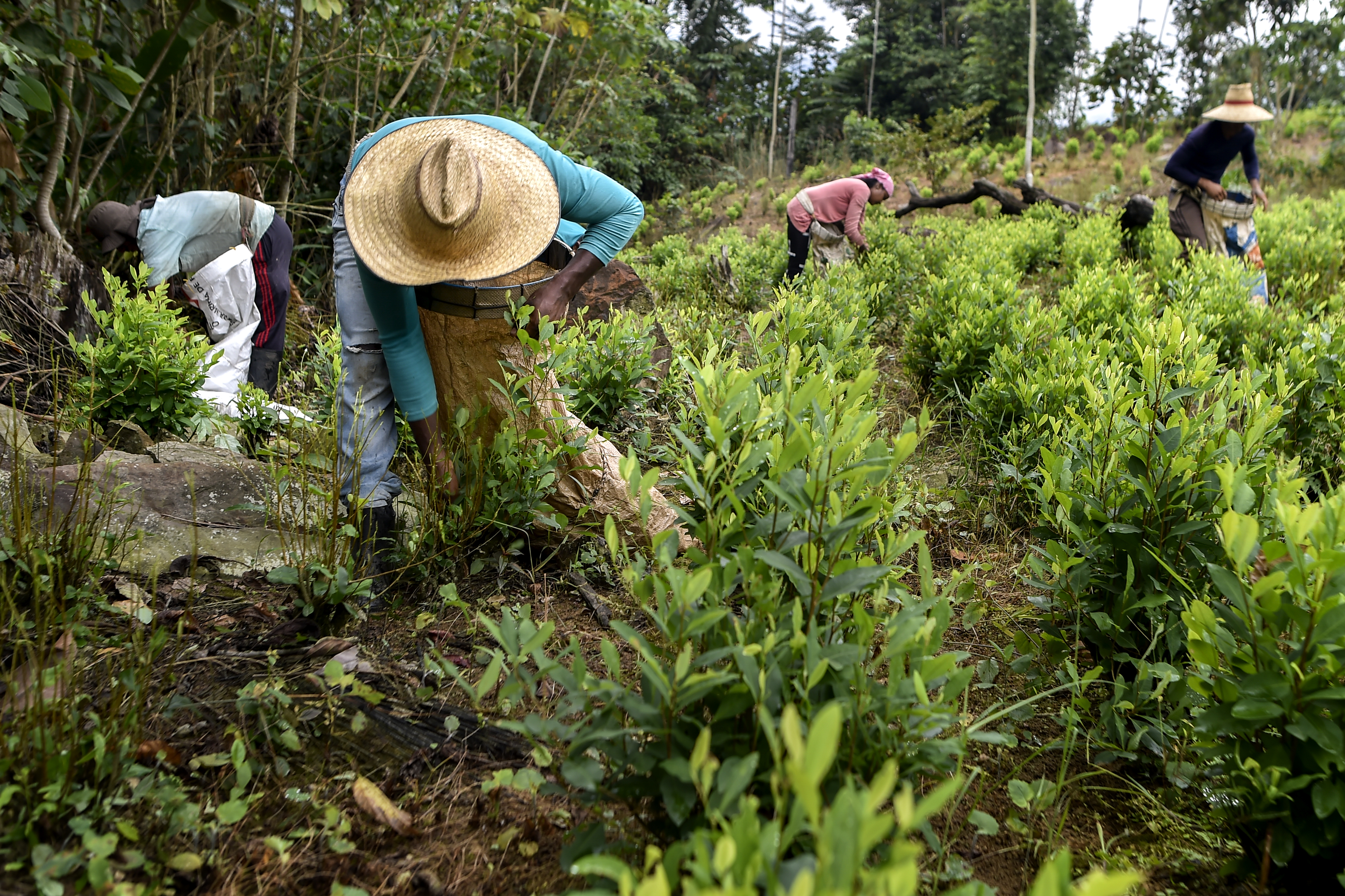 ¿Por qué el Covid-19 causaría que más gente recurra a cultivar droga en Latinoamérica?