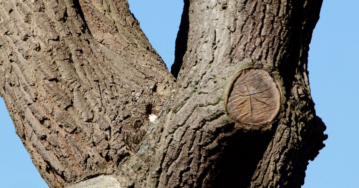 ¿Ves al búho en el árbol? Esta foto viral tiene a internet de cabeza